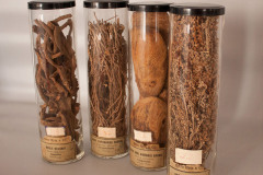 Colección Merck de plantas medicinales – Siglo XIX