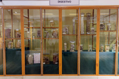 Muestra de órganos del aparato digestivo con enfermedades benignas y malignas