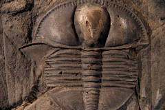 Fósil de Trilobites. Fueron los artrópodos más representativos de los mares paleozoicos, entre 540 y 250 millones de años atrás. Extintos.