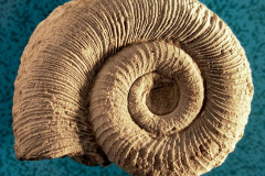 Fósil de un cefalópodo de la Era Mesozoica (entre 250 y 66 millones de años atrás). Como los actuales nautilus, podían ascender o descender en el agua como lo hacen los submarinos.