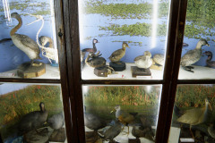Aves acuáticas