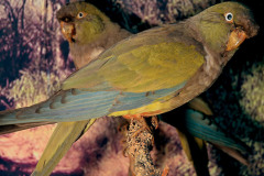 Las aves ocupan un lugar central en la muestra